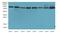 Argonaute RISC Catalytic Component 2 antibody, A68299-100, Epigentek, Western Blot image 