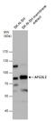 AFG3 Like Matrix AAA Peptidase Subunit 2 antibody, GTX102036, GeneTex, Western Blot image 