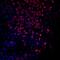 T antibody, AF2085, R&D Systems, Immunofluorescence image 