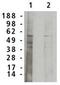 Sphingomyelin Phosphodiesterase 1 antibody, PA1-12756, Invitrogen Antibodies, Western Blot image 