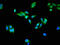 USO1 Vesicle Transport Factor antibody, orb400576, Biorbyt, Immunofluorescence image 