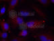 P21 (RAC1) Activated Kinase 1 antibody, AP0425, ABclonal Technology, Immunofluorescence image 