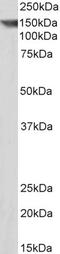 Contactin 1 antibody, STJ73052, St John