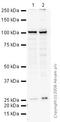 Transportin 1 antibody, ab10303, Abcam, Western Blot image 