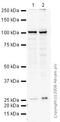 Transportin 1 antibody, ab10303, Abcam, Western Blot image 