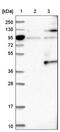 Oxyntomodulin antibody, NBP1-90824, Novus Biologicals, Western Blot image 