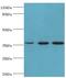 Glutaredoxin 3 antibody, LS-C375799, Lifespan Biosciences, Western Blot image 