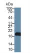 Gastrokine 2 antibody, MBS2002342, MyBioSource, Western Blot image 