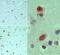 Eukaryotic Translation Initiation Factor 3 Subunit G antibody, PA5-23287, Invitrogen Antibodies, Immunohistochemistry frozen image 