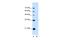 Torsin Family 1 Member B antibody, A10712, Boster Biological Technology, Western Blot image 