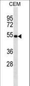 Netrin 3 antibody, LS-C163036, Lifespan Biosciences, Western Blot image 