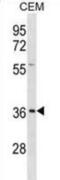 Ephrin B1 antibody, abx031383, Abbexa, Western Blot image 
