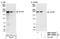 Poly(ADP-Ribose) Polymerase Family Member 4 antibody, NBP1-06563, Novus Biologicals, Western Blot image 