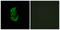 StAR Related Lipid Transfer Domain Containing 13 antibody, LS-C199610, Lifespan Biosciences, Immunofluorescence image 