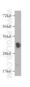 Four And A Half LIM Domains 1 antibody, 10991-1-AP, Proteintech Group, Western Blot image 