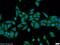 Ankyrin Repeat Domain 55 antibody, 24203-1-AP, Proteintech Group, Immunofluorescence image 