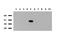 Indoleamine 2,3-Dioxygenase 1 antibody, UM570091, Origene, Western Blot image 