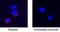 Tumor Necrosis Factor antibody, MAB1507, R&D Systems, Immunocytochemistry image 