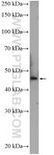 TRNA-YW Synthesizing Protein 5 antibody, 26145-1-AP, Proteintech Group, Western Blot image 