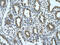 Matrix Metallopeptidase 1 antibody, ARP42039_T100, Aviva Systems Biology, Immunohistochemistry frozen image 