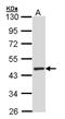 TUB Like Protein 3 antibody, NBP1-33201, Novus Biologicals, Western Blot image 