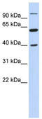 Leucine Zipper And EF-Hand Containing Transmembrane Protein 2 antibody, TA340348, Origene, Western Blot image 