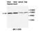 AF4/FMR2 Family Member 3 antibody, MBS415462, MyBioSource, Western Blot image 