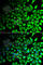 Dipeptidyl Peptidase 7 antibody, A6579, ABclonal Technology, Immunofluorescence image 
