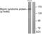 BLM RecQ Like Helicase antibody, LS-C198690, Lifespan Biosciences, Western Blot image 