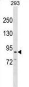 Cadherin 26 antibody, abx031286, Abbexa, Western Blot image 