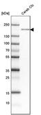 Protein Tyrosine Phosphatase Receptor Type T antibody, PA5-53587, Invitrogen Antibodies, Western Blot image 