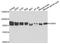 Glycyl-TRNA Synthetase antibody, A5435, ABclonal Technology, Western Blot image 