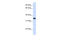 Reticulon 1 antibody, 26-429, ProSci, Enzyme Linked Immunosorbent Assay image 