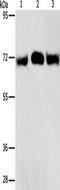 Ribophorin I antibody, TA349562, Origene, Western Blot image 