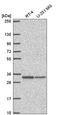 Transmembrane Protein 81 antibody, HPA052515, Atlas Antibodies, Western Blot image 