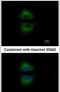 GRB2 Related Adaptor Protein antibody, PA5-21584, Invitrogen Antibodies, Immunofluorescence image 