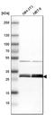 Tyrosine 3-Monooxygenase/Tryptophan 5-Monooxygenase Activation Protein Epsilon antibody, HPA008445, Atlas Antibodies, Western Blot image 
