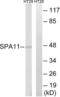 Serpin Family A Member 11 antibody, LS-C120381, Lifespan Biosciences, Western Blot image 