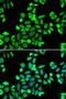 Cell Division Cycle 16 antibody, orb373565, Biorbyt, Immunofluorescence image 