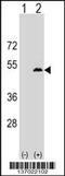 Leupaxin antibody, 59-444, ProSci, Western Blot image 