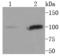 Signal Transducer And Activator Of Transcription 6 antibody, A00523-2, Boster Biological Technology, Western Blot image 