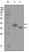 Enterokinase Cleavage Site tag antibody, AM06227SU-N, Origene, Western Blot image 