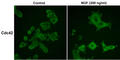 Cell Division Cycle 42 antibody, CM1521, ECM Biosciences, Immunocytochemistry image 