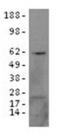 IKAROS Family Zinc Finger 1 antibody, 14-5780-80, Invitrogen Antibodies, Western Blot image 