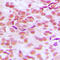 Glycogen Synthase Kinase 3 Alpha antibody, LS-C352277, Lifespan Biosciences, Immunohistochemistry frozen image 