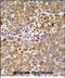AlkB Homolog 3, Alpha-Ketoglutaratedependent Dioxygenase antibody, PA5-49622, Invitrogen Antibodies, Immunohistochemistry paraffin image 