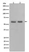 Checkpoint Kinase 1 antibody, M01060-1, Boster Biological Technology, Western Blot image 