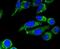 Apoptosis Inducing Factor Mitochondria Associated 1 antibody, NBP2-67366, Novus Biologicals, Immunofluorescence image 