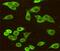 Heat Shock Protein Family A (Hsp70) Member 5 antibody, GTX16489, GeneTex, Immunofluorescence image 