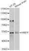 Histone H4 Transcription Factor antibody, abx126929, Abbexa, Western Blot image 